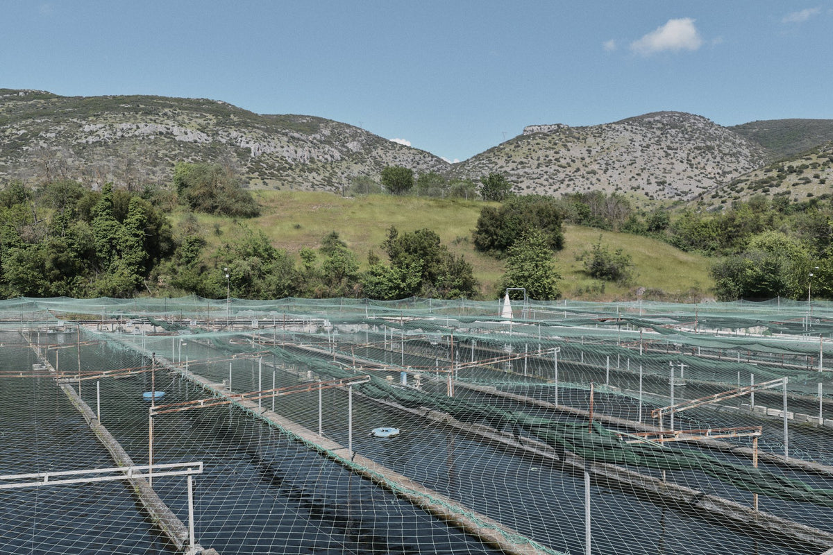 Sturgeon farm in Kefalari, Northern Greece, in the mountains