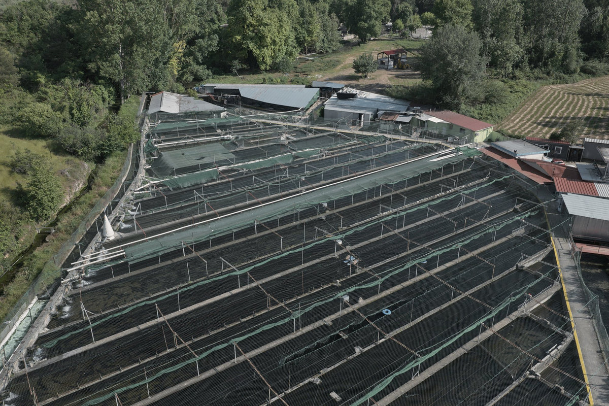 Aerial view of our sturgeon pools in Kefalari