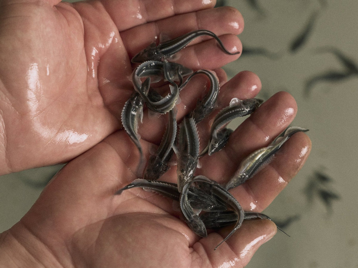 Young sturgeon fry in a hand