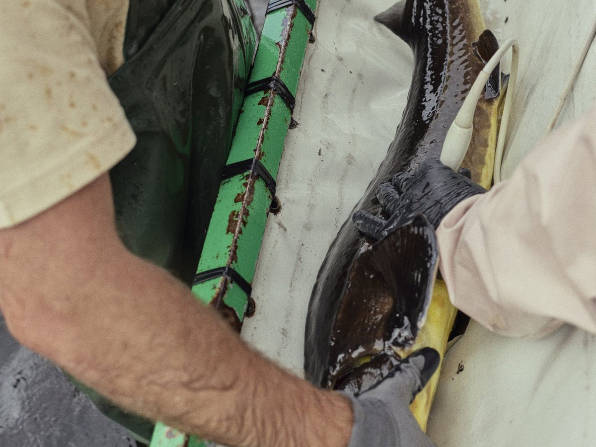Fish farmer holding a sturgeon